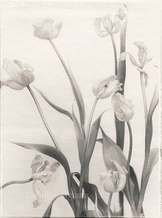 Eight tulips