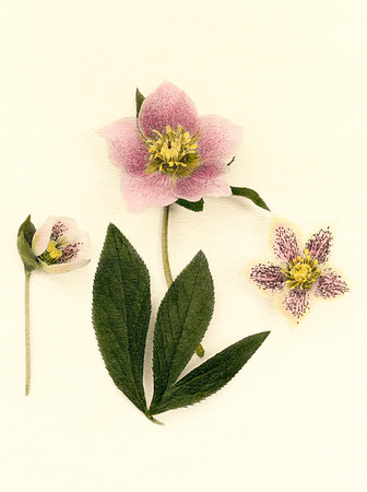 Hellebore 2