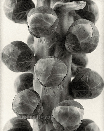 Brussel sprouts