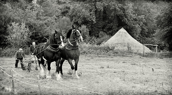 Horse ploughing