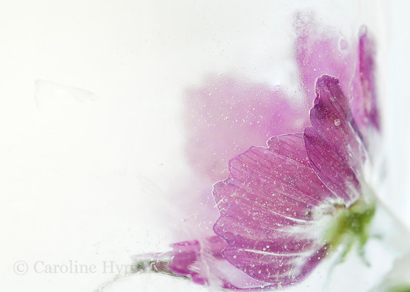 Cosmos one