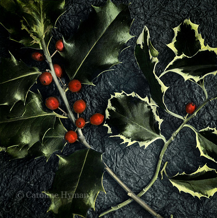 Holly. Ilex aquilfolium