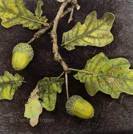 Oak.  Quercus robar
