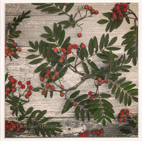 Rowan. Sorbus aucuparia