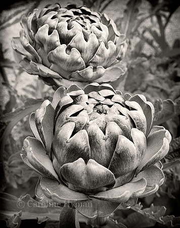 Artichokes