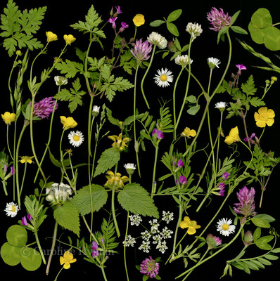 Meadow Flowers by Caroline Hyman is included in Portfolio Three
