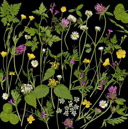 Meadow Flowers by Caroline Hyman is included in Portfolio Three