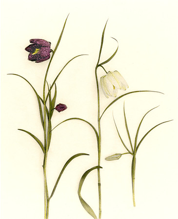 Fritillaria 1