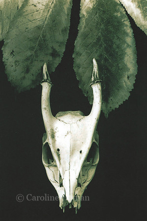 Muntjac head