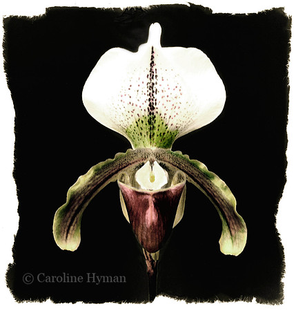 Slipper orchid