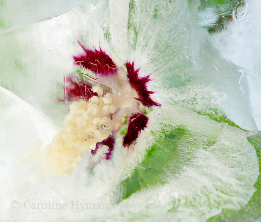 Hibiscus