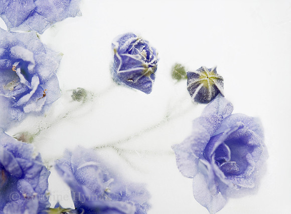 Campanula