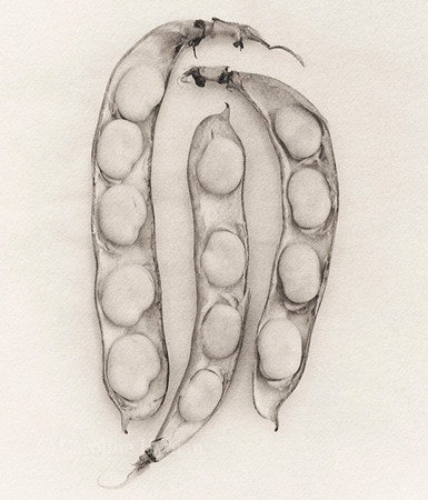 Broad beans
