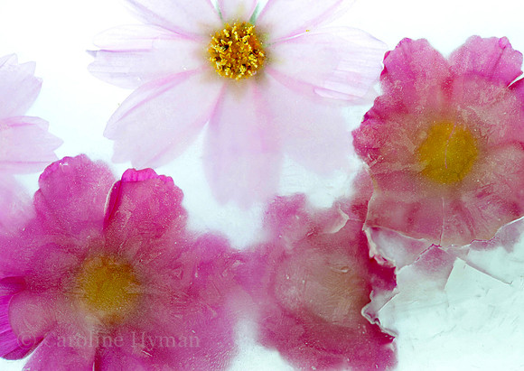 Cosmos three