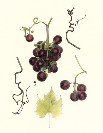 Grapes