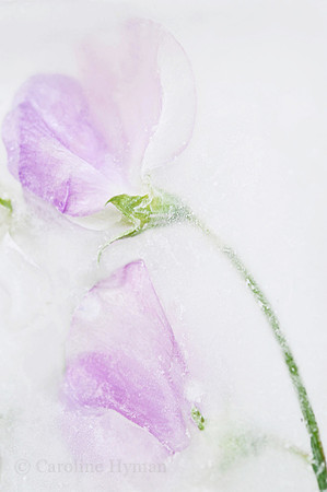 Sweet peas one