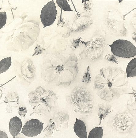 Scattered roses