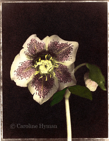 Hellebore 2